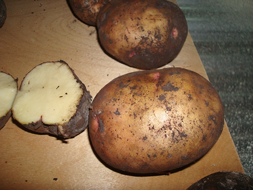 Potato variety Zhukovsky (Zhukovsky early)