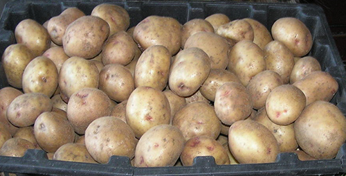 Potato variety Aurora