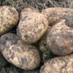 Potato variety Blue