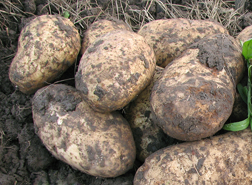 Potato variety Blue