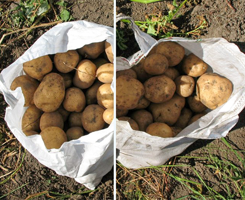 Potato variety Blue