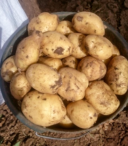 Riviera potato variety