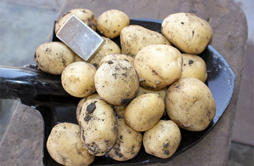 Riviera potato variety