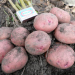 Potato variety Zhuravinka