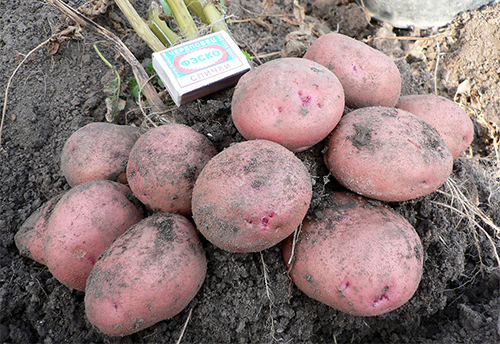 Potato variety Zhuravinka