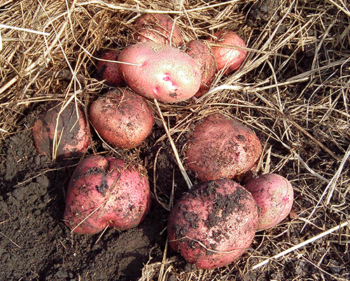 Potato variety Zhuravinka