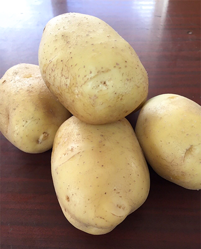 Potato variety Breeze