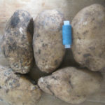 Lorkh potato variety