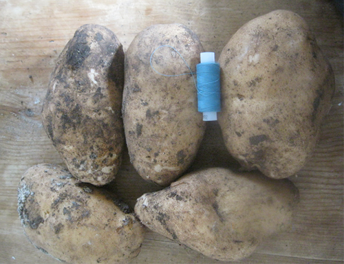 Lorkh potato variety