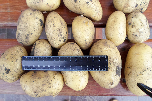 Colomba potato variety (Colombo)