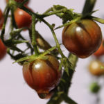 Rare varieties of tomatoes for your garden