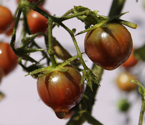 Ceri Coklat Tomato