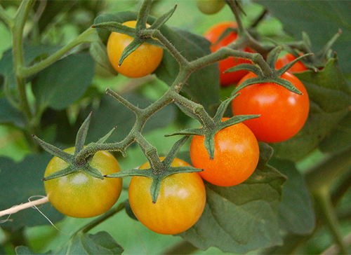 Ντομάτα Sun Gold