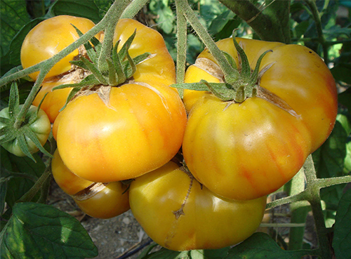 Kuning Lama Tomato Candy