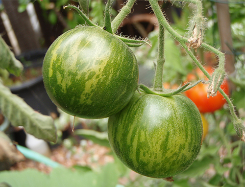 Tomatgrønn sebra