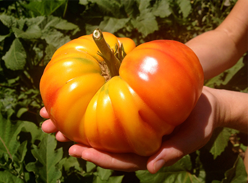 Pusaka Nanas Tomato (Pusaka Nanas)