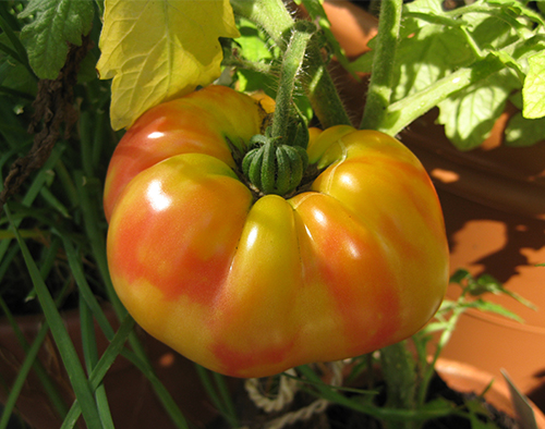 Tomato berjalur Jerman