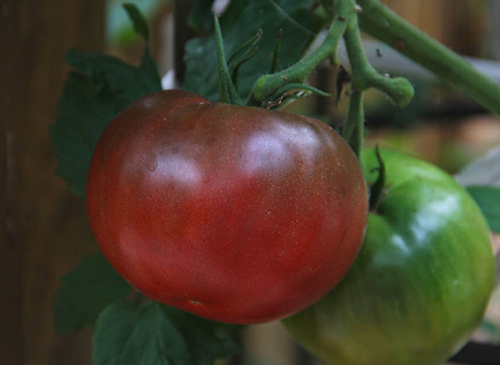 Tomato Cherokee Ungu