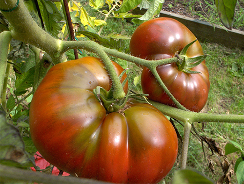 Tomato Black Krim (Crimea Hitam)