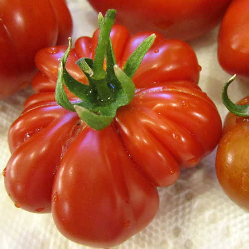 Tomato Costoluto Genovese (Costoluto Genovese)