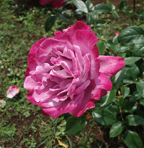 Sungai Rose Blue