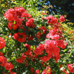 Rose Red Lighthouse