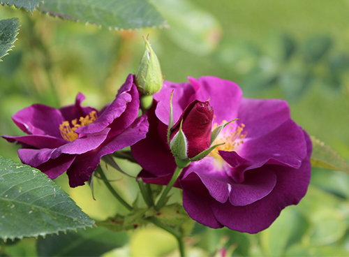 Rose Rhapsody in Blue