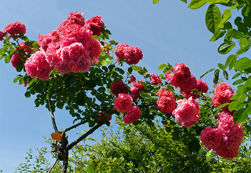 Rose Rosarium Utersen