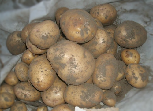 Potato variety Lasunok