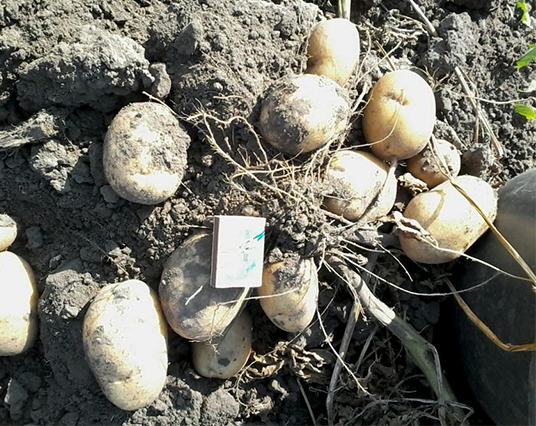 Potato variety Lasunok