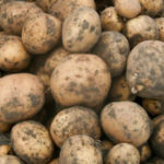 Potato variety Lasunok