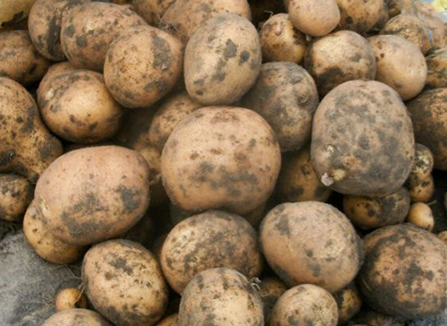 Potato variety Lasunok