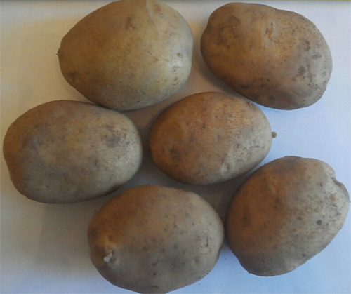 Potato variety Uladar