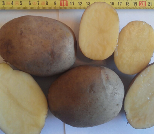 Potato variety Uladar