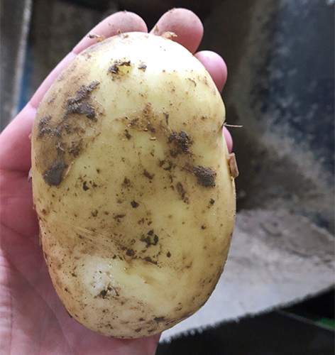 Potato variety Uladar