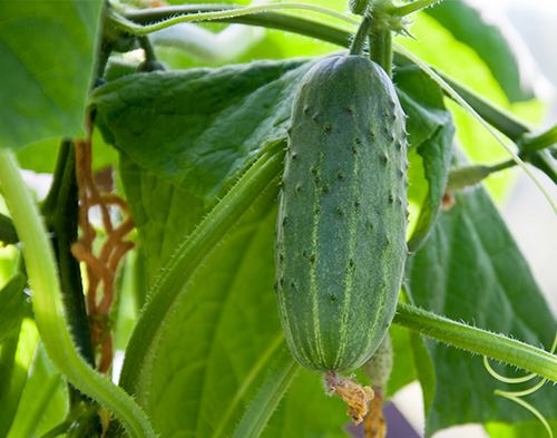 Cucumber variety Be healthy