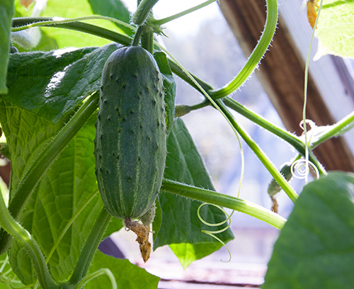 Cucumber variety Be healthy