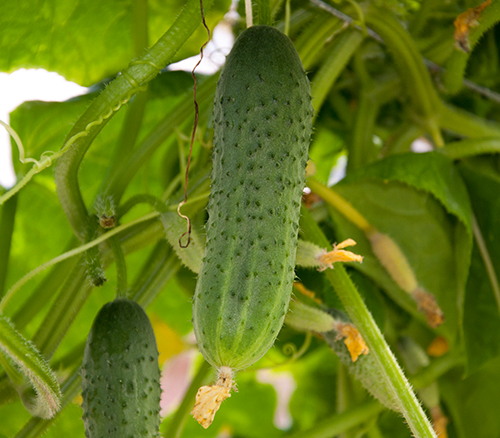 Cucumber variety Mazay