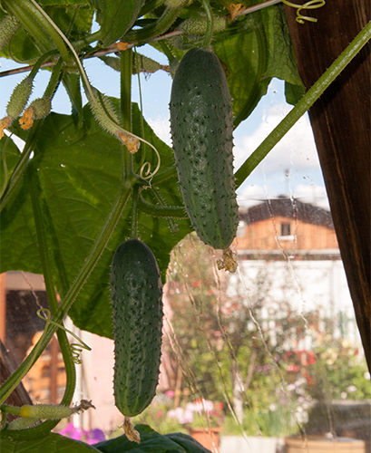 Cucumber variety Mazay