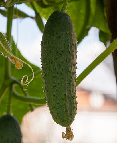 Cucumber variety Mazay