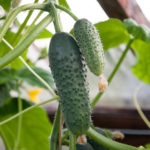 Cucumber variety Pyzhik (F1)