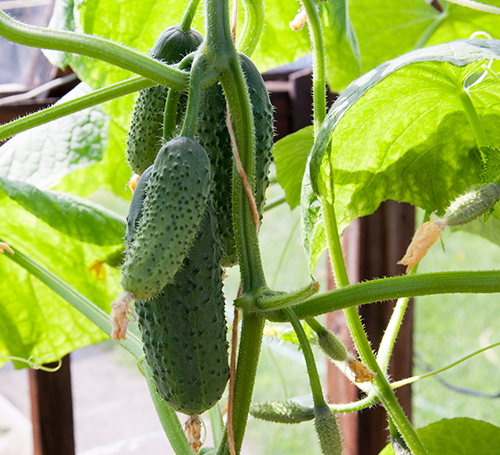 Cucumber variety Pyzhik