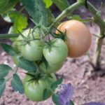 Tomato variety Long Keeper