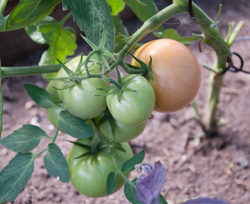 Penjaga Panjang pelbagai jenis tomato