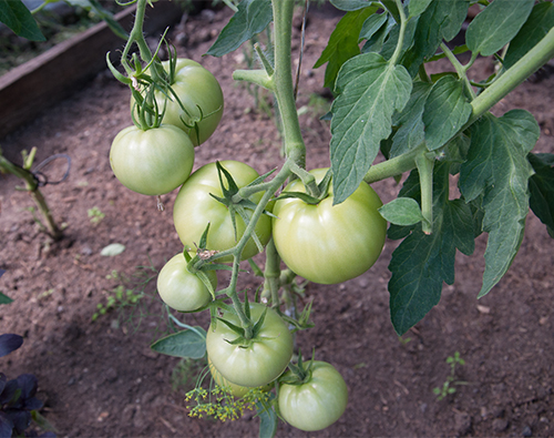 Penjaga Panjang pelbagai jenis tomato