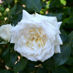 Rose of Alaska (Alaska)