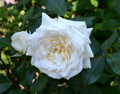 Rose of Alaska (Alaska)