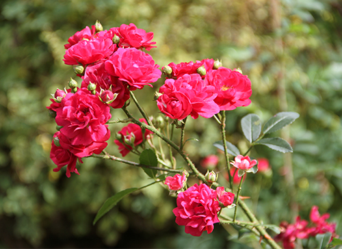 Rose Fairy Dance