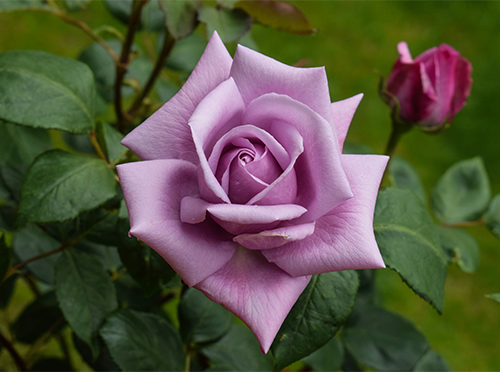 Rose to ganger i en blåmåne