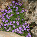 Aubrieta: planting og stell